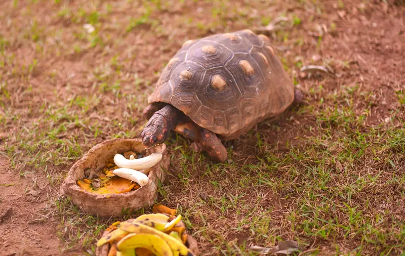 Jabuti come frutas no gramado do jardim